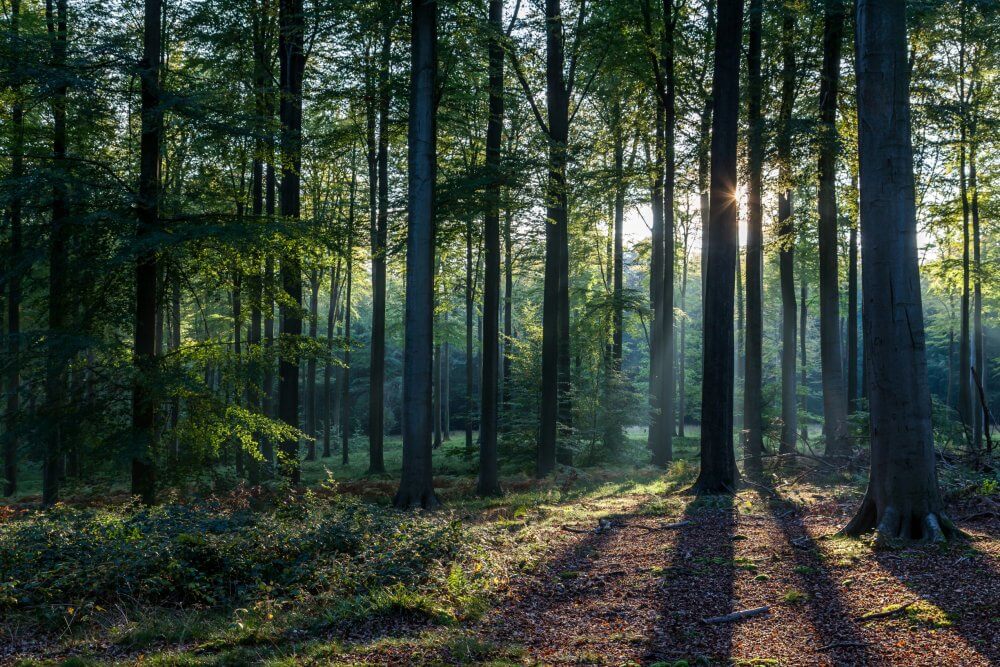 groupement forestier defiscalisation