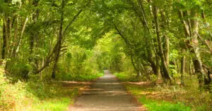acheter foret rentable (1)