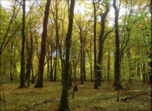 groupement forestier gfi